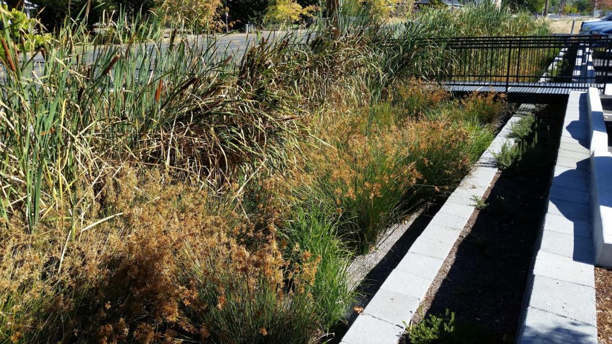  Bioswale and curb-cuts at Oregon Shakespeare Festival