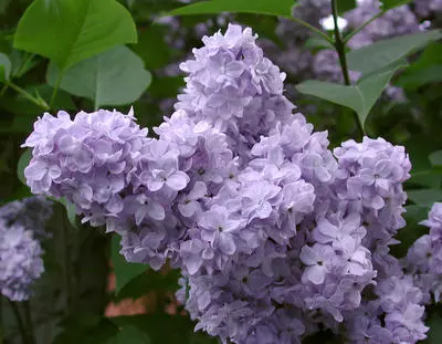 Lilacs