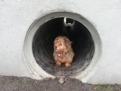 Talent Park Bark